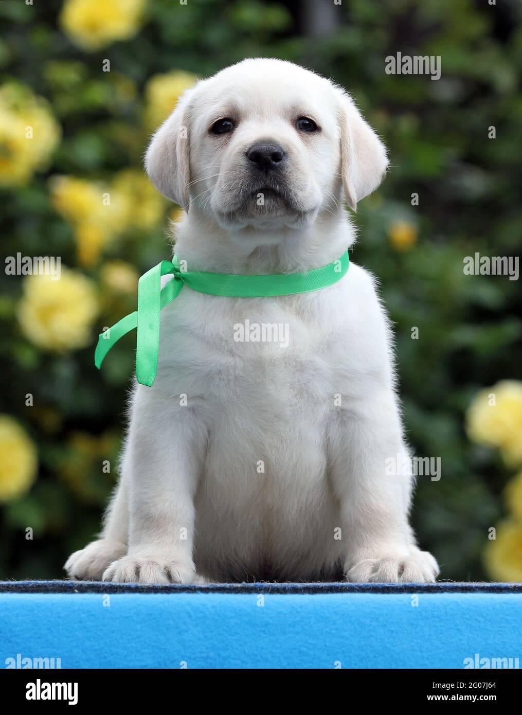 sweet yellow labrador puppy on the blue background Stock Photo - Alamy