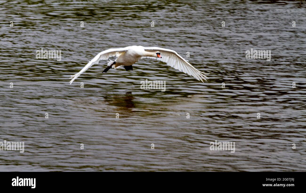 Low flying swan over the river Severn bewdley Stock Photo