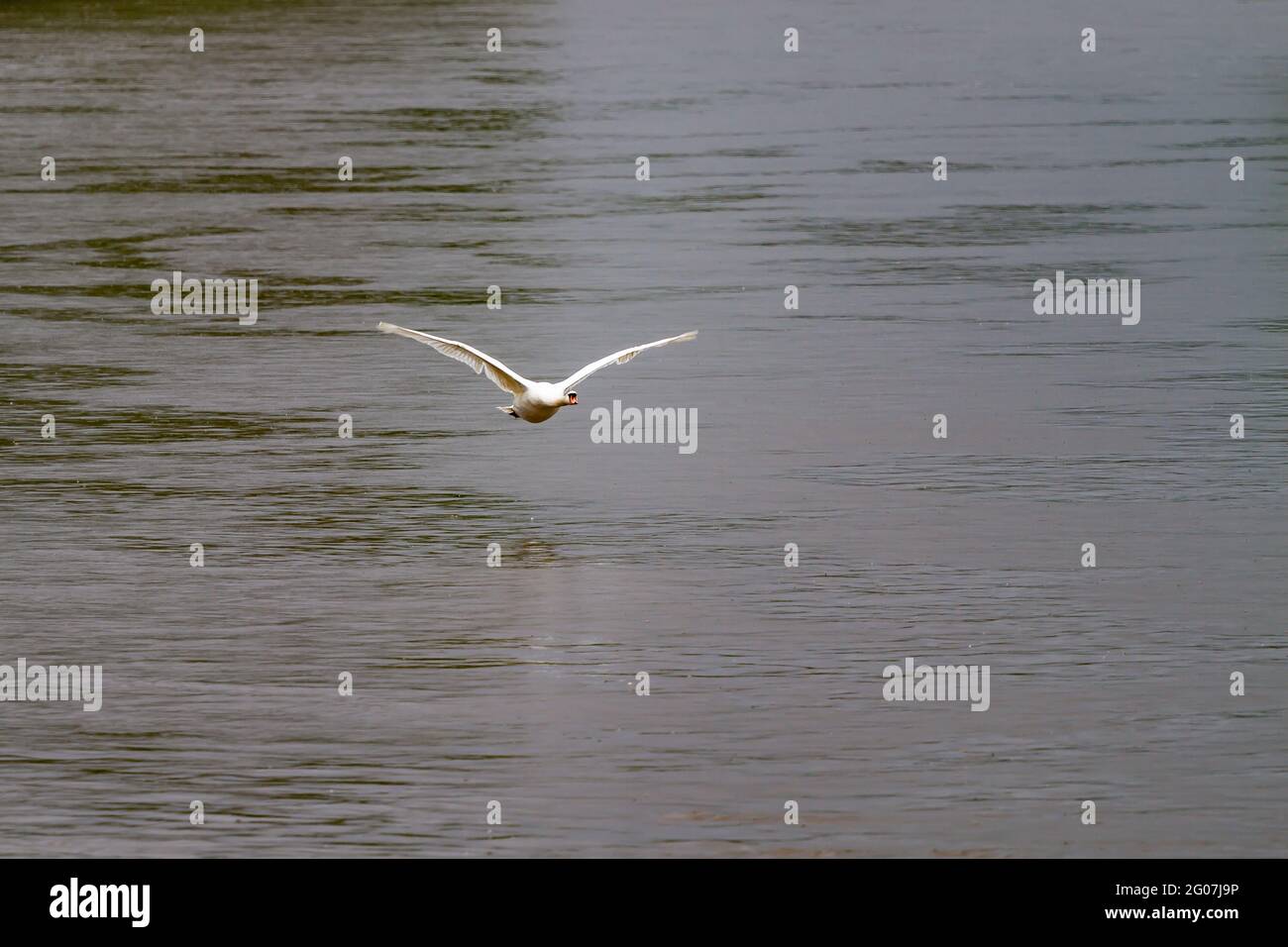 Swan flying low over the river severn Stock Photo