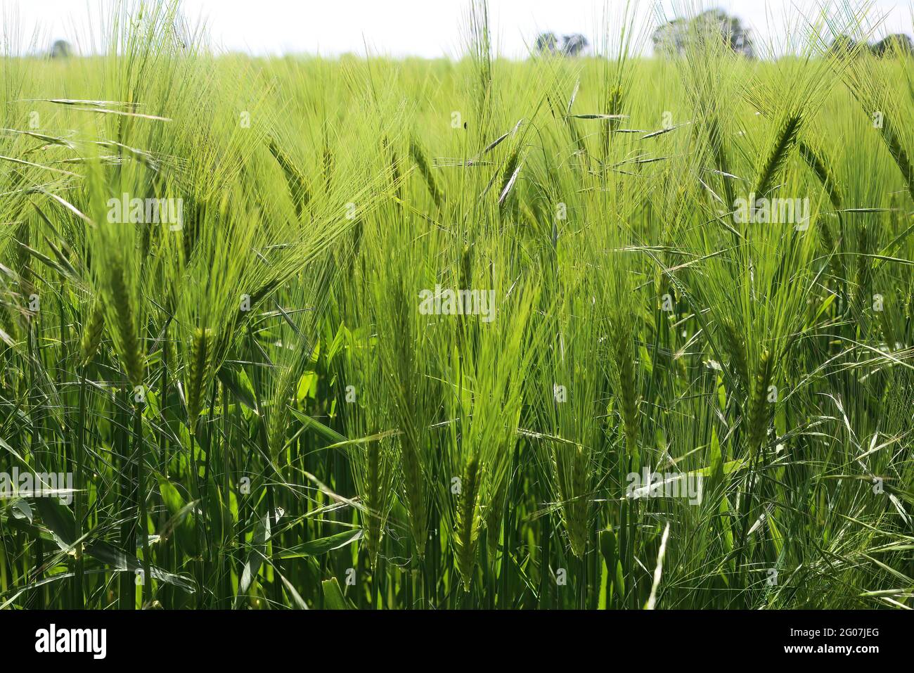 View on field with young green common wheat (triticum aestivum), sky and trees background Stock Photo