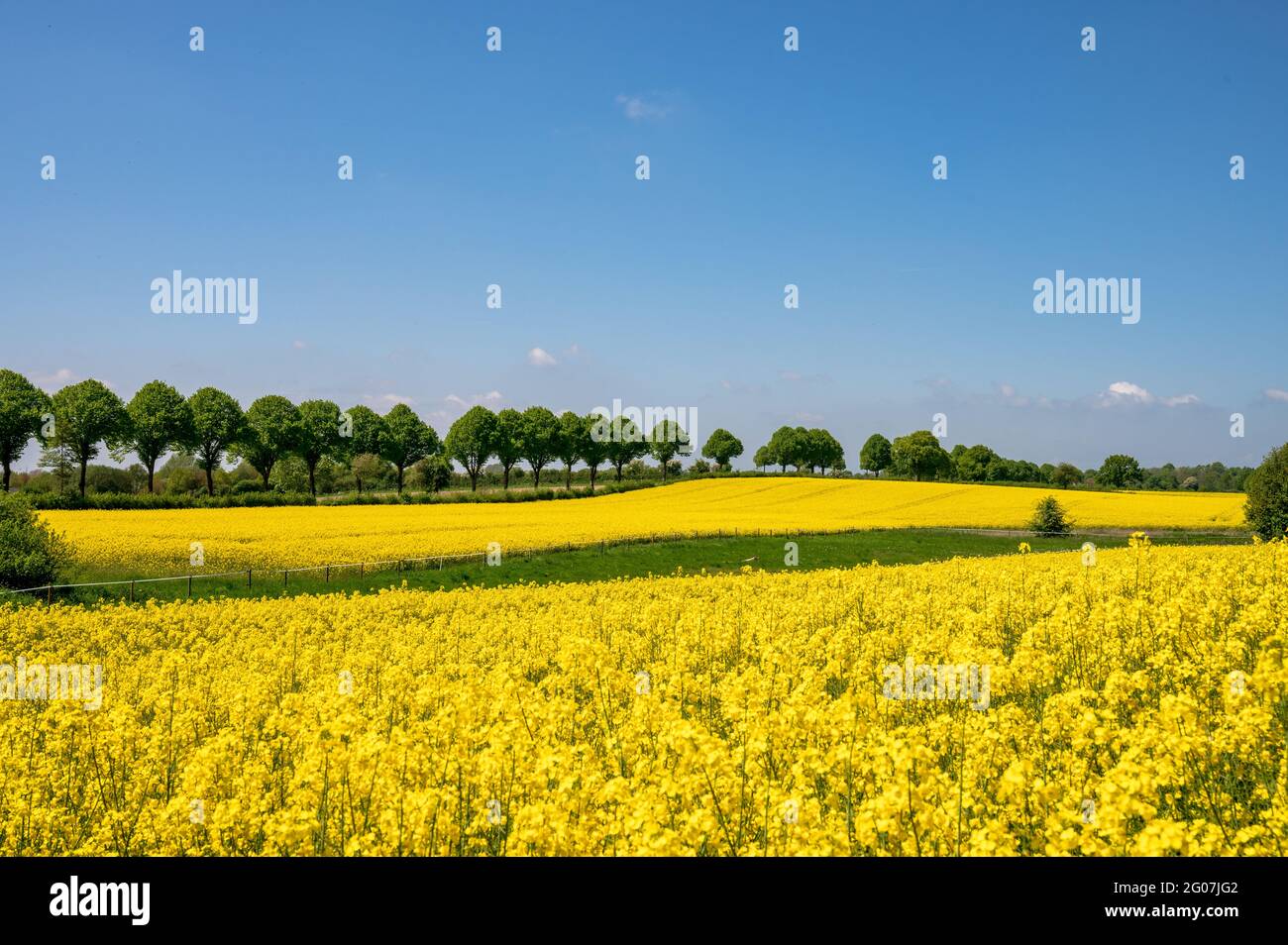 Kiel, Mai/Juni Gelbe Rapsfelder in voller Blüte, in Schleswig-Holstein im Mai/Juni prägen sie die Landschaft Stock Photo