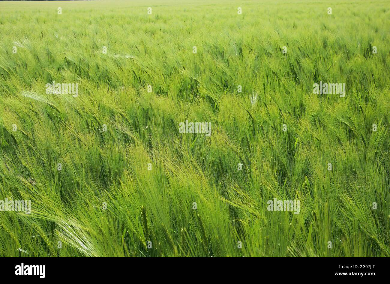 Full frame view on field with young green common wheat (triticum aestivum) Stock Photo