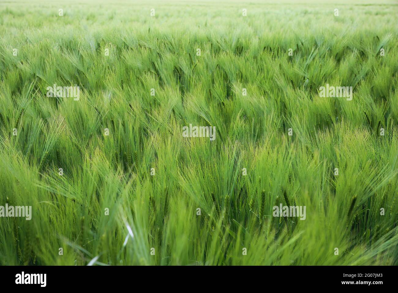 Full frame view on field with young green common wheat (triticum aestivum) Stock Photo