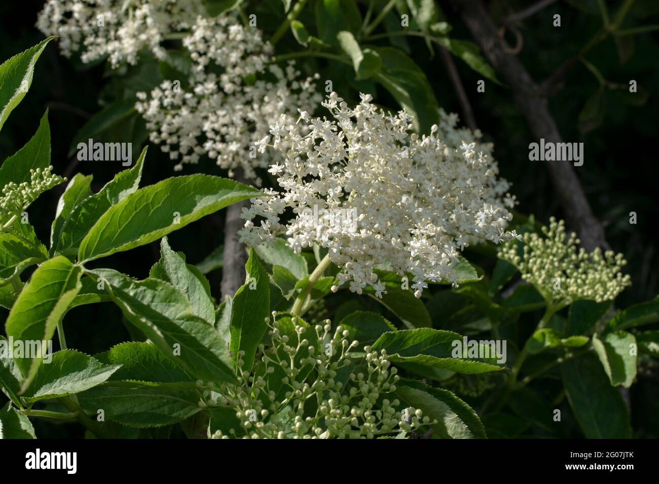 Elderberry (Sambucus nigra) flower and foliage. Plant is also known as elder, European elderberry or European black elderberry. Stock Photo