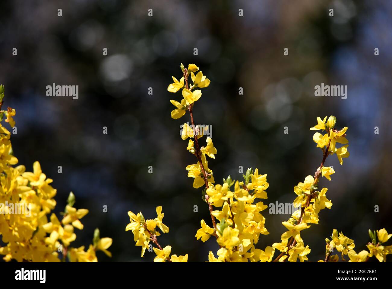 Bright yellow forsythia on a spring day in Surrey Stock Photo