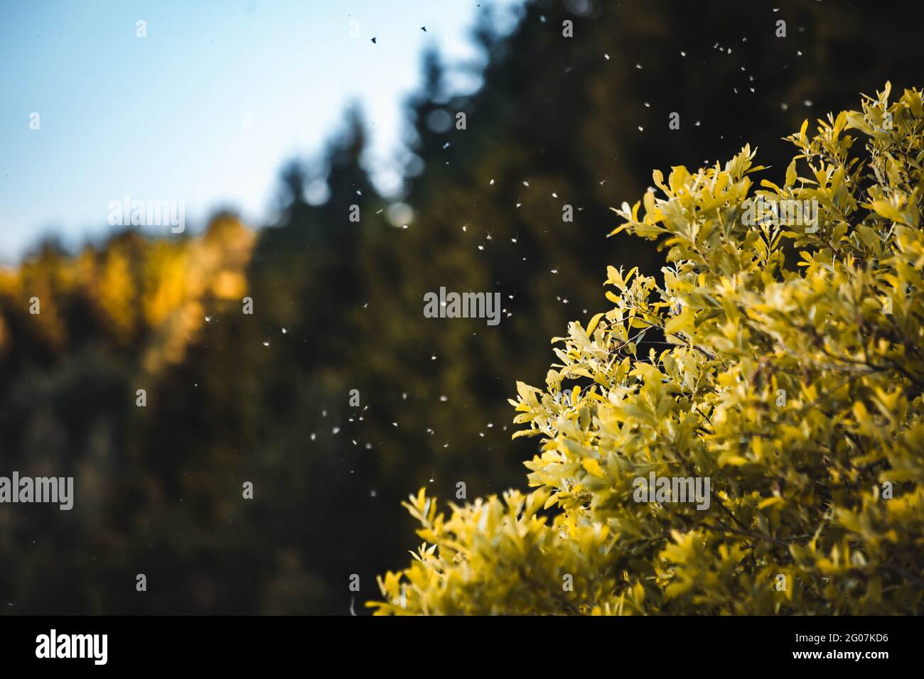 Mosquitoes swarm in the air. Tree branches on the side Stock Photo