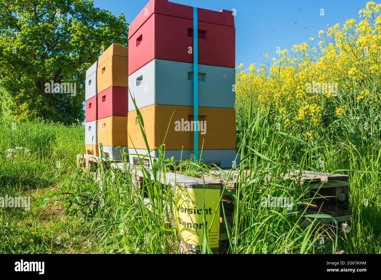 Bienenkörbe an einem in voller Blüte stehenden Rapsfeld Stock Photo