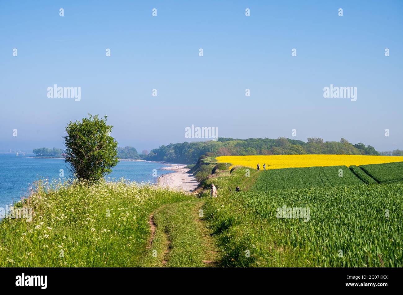 Steiküste an der Ostsee bei Bülk an der Kieler Förde zur Rapsblüte im Mai/Juni Stock Photo