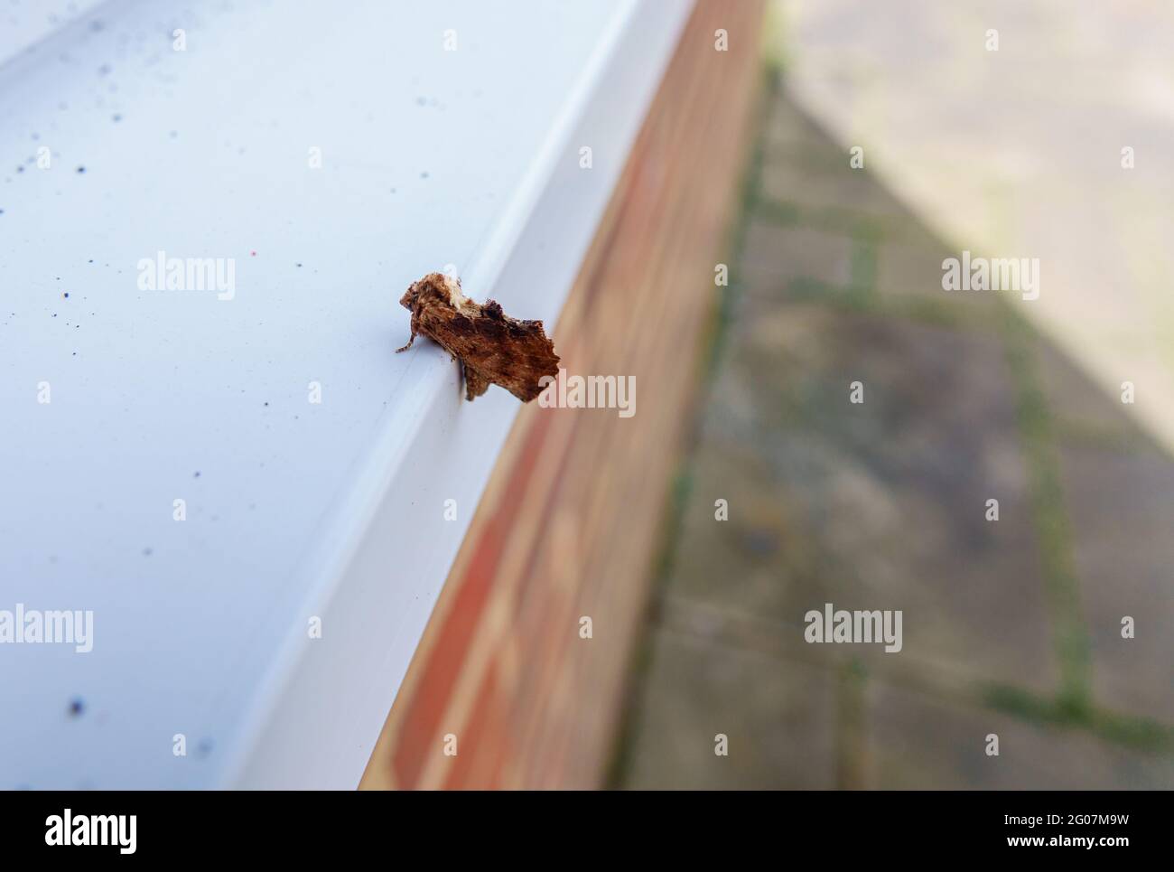 a juvenile lappett moth rests precariously on the edge of a white window sill Stock Photo
