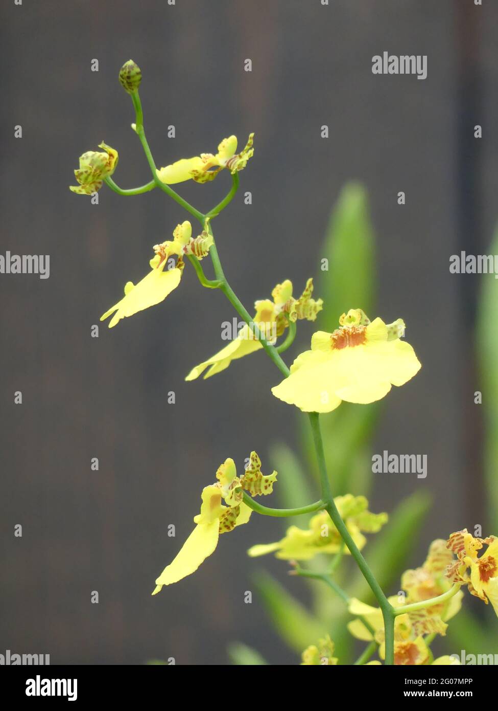 Blooming Wydler's dancing-lady orchid in the dark blurred background Stock Photo