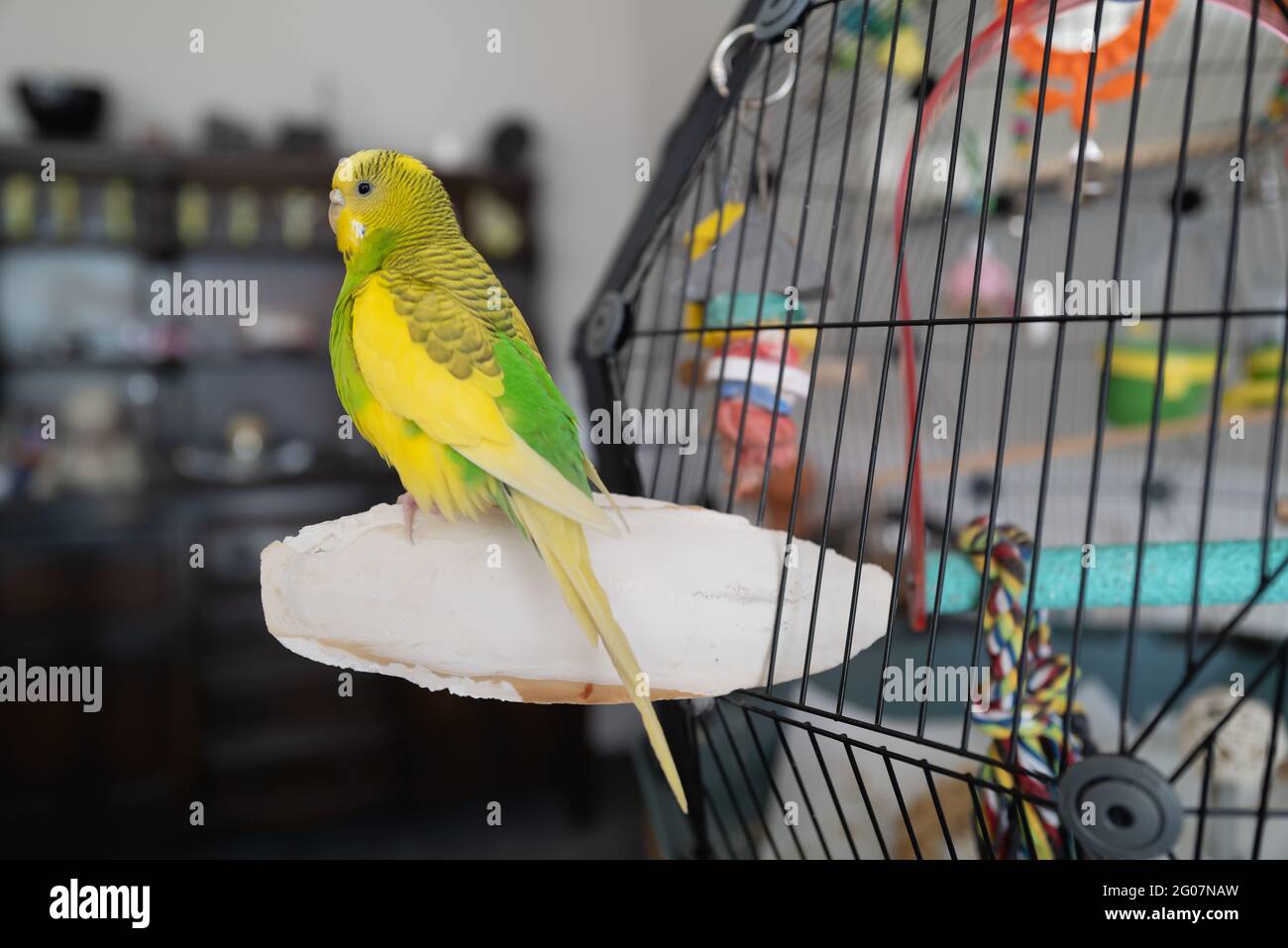 Portrait of a green and yellow budgerigar parakeet sitting on a cuttle fish bone on the side of her cage lit by window light. Stock Photo