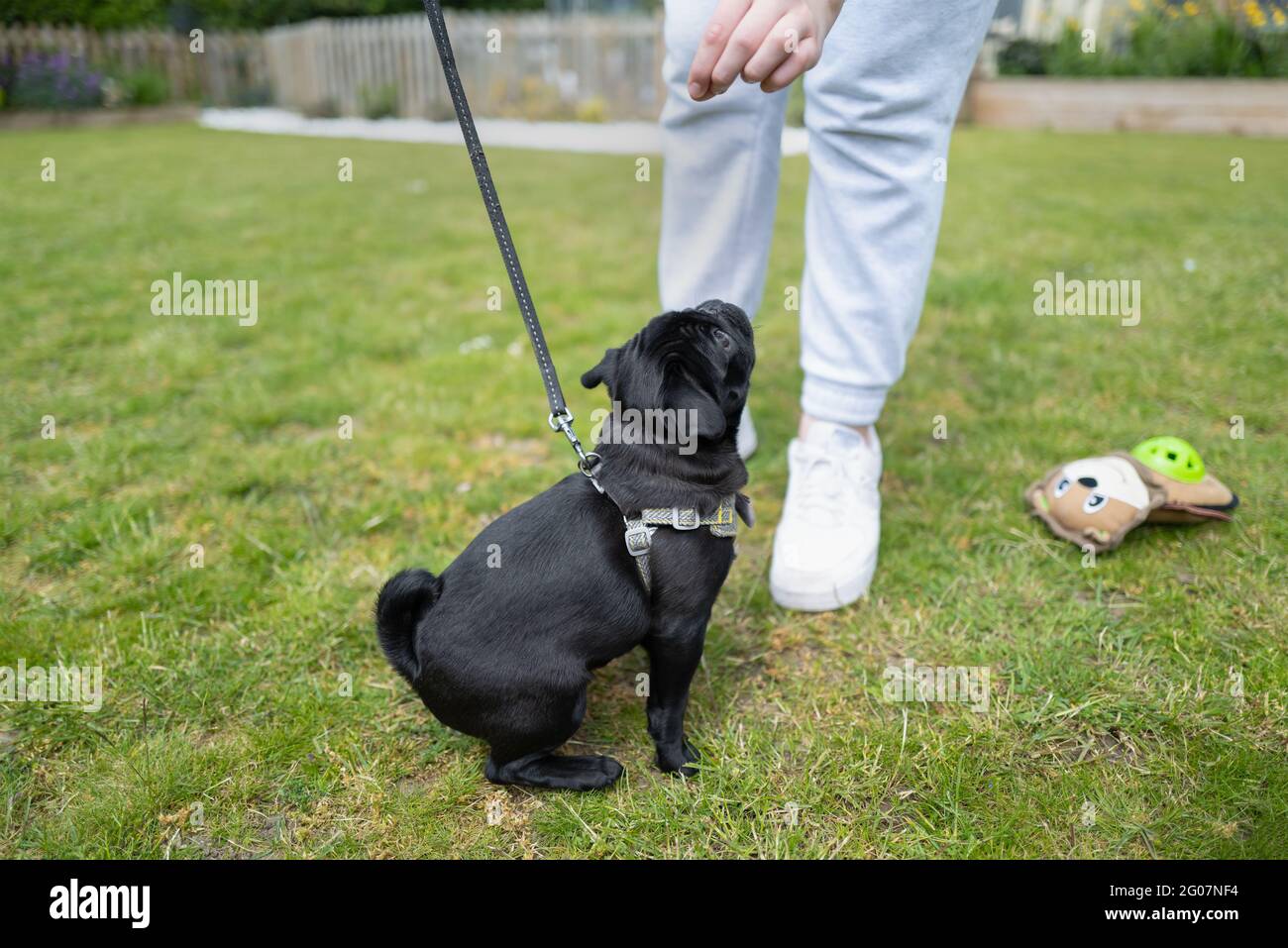 Treat training hires stock photography and images Alamy
