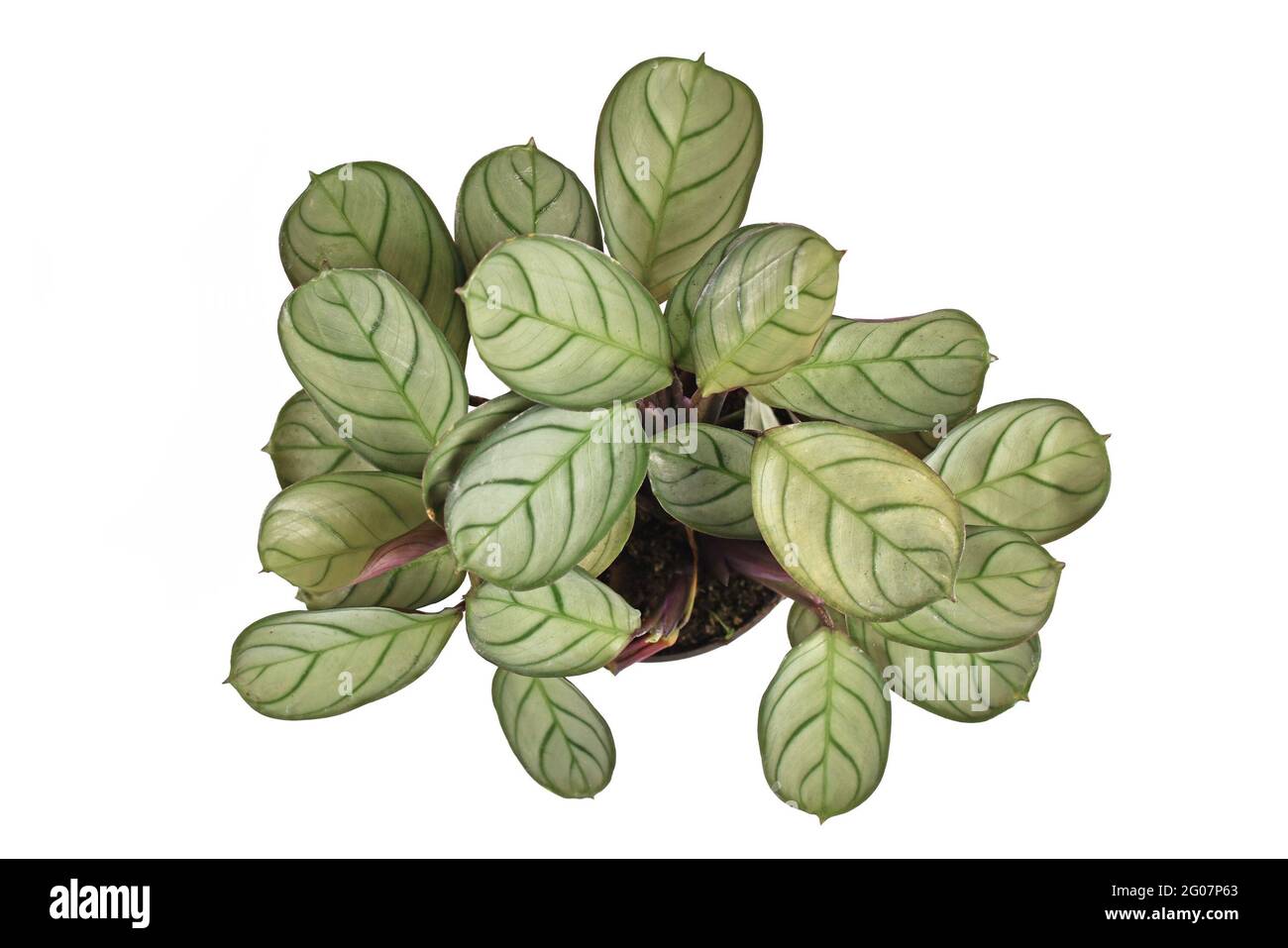 Top view of tropical 'Ctenanthe Burle Marxii Amagris' houseplant with dark green vein pattern isolated on white background Stock Photo