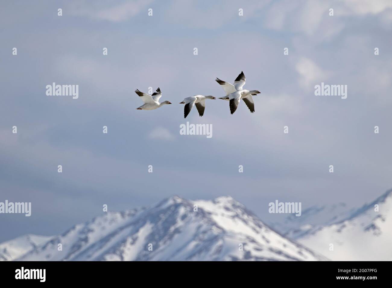 Northbound snow geese arriving in Southcentral Alaska in late April are captured in flight with the snow-covered Chugach Mountains in the background. Stock Photo