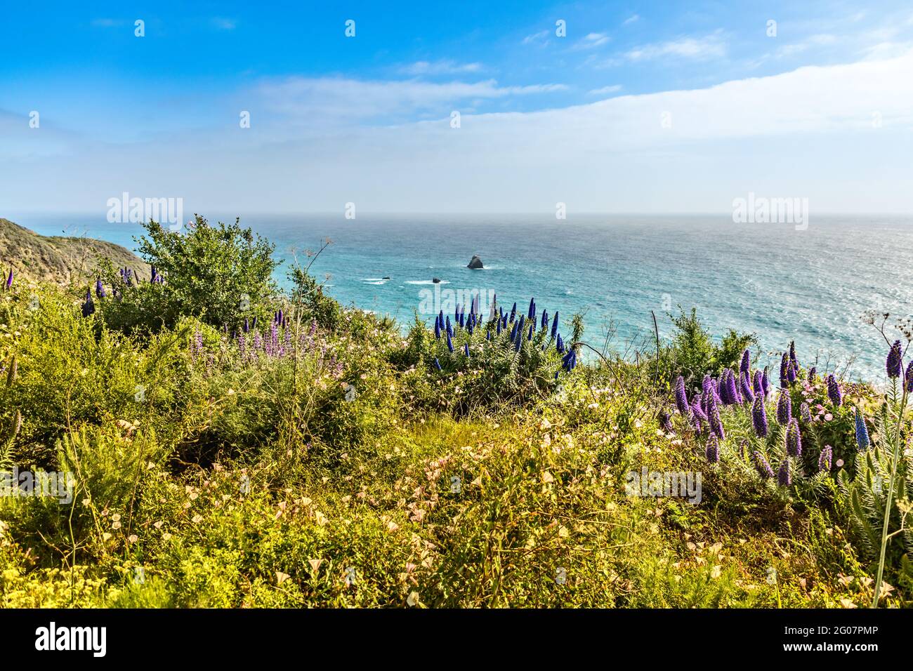 California coast wildflowers hi-res stock photography and images - Alamy