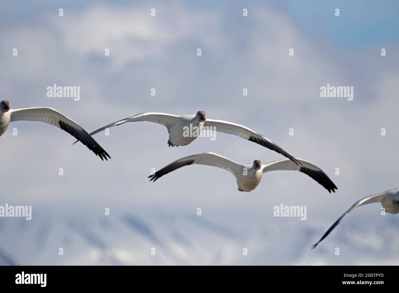 Northbound snow geese arriving in Southcentral Alaska in late April are captured in flight with the snow-covered Chugach Mountains in the background. Stock Photo