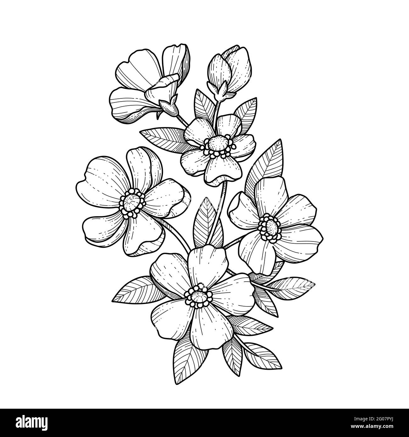 Hand drawn branch of sakura with blooms, flowers, leaves, petals ...