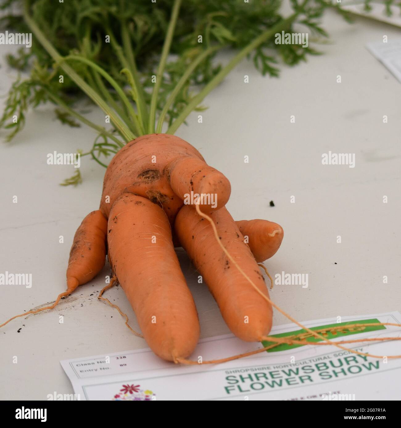 Shrewsbury Flower Show Stock Photo Alamy