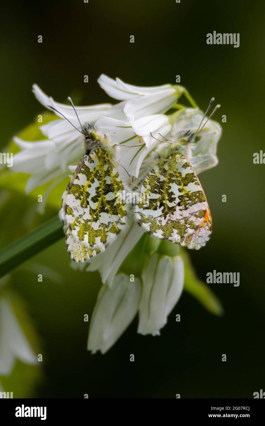 Orange-tip butterflies mating Stock Photo