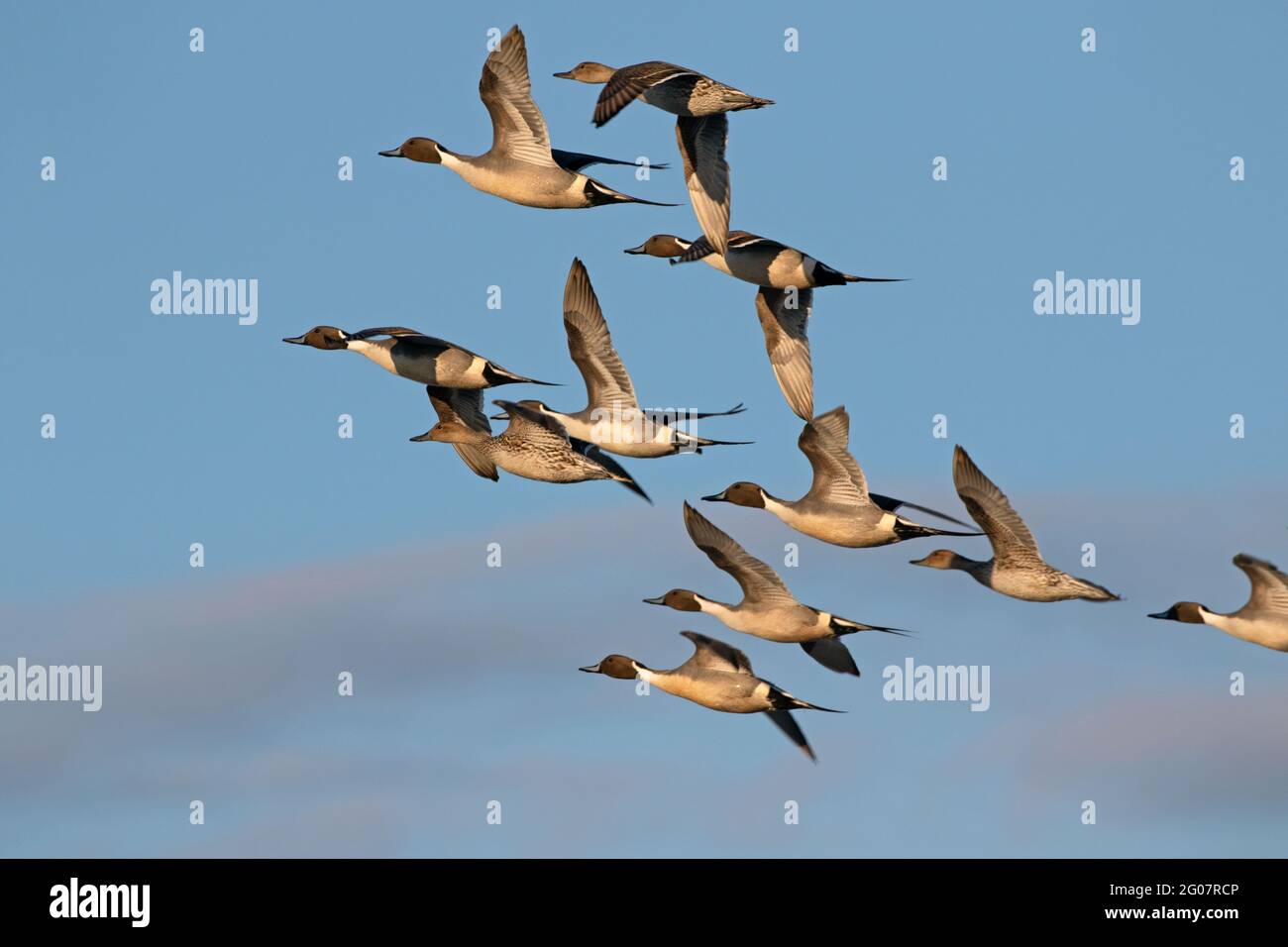 A flock of pintail ducks with drakes sporting full springtime breeding plumage are captured in flight. Stock Photo
