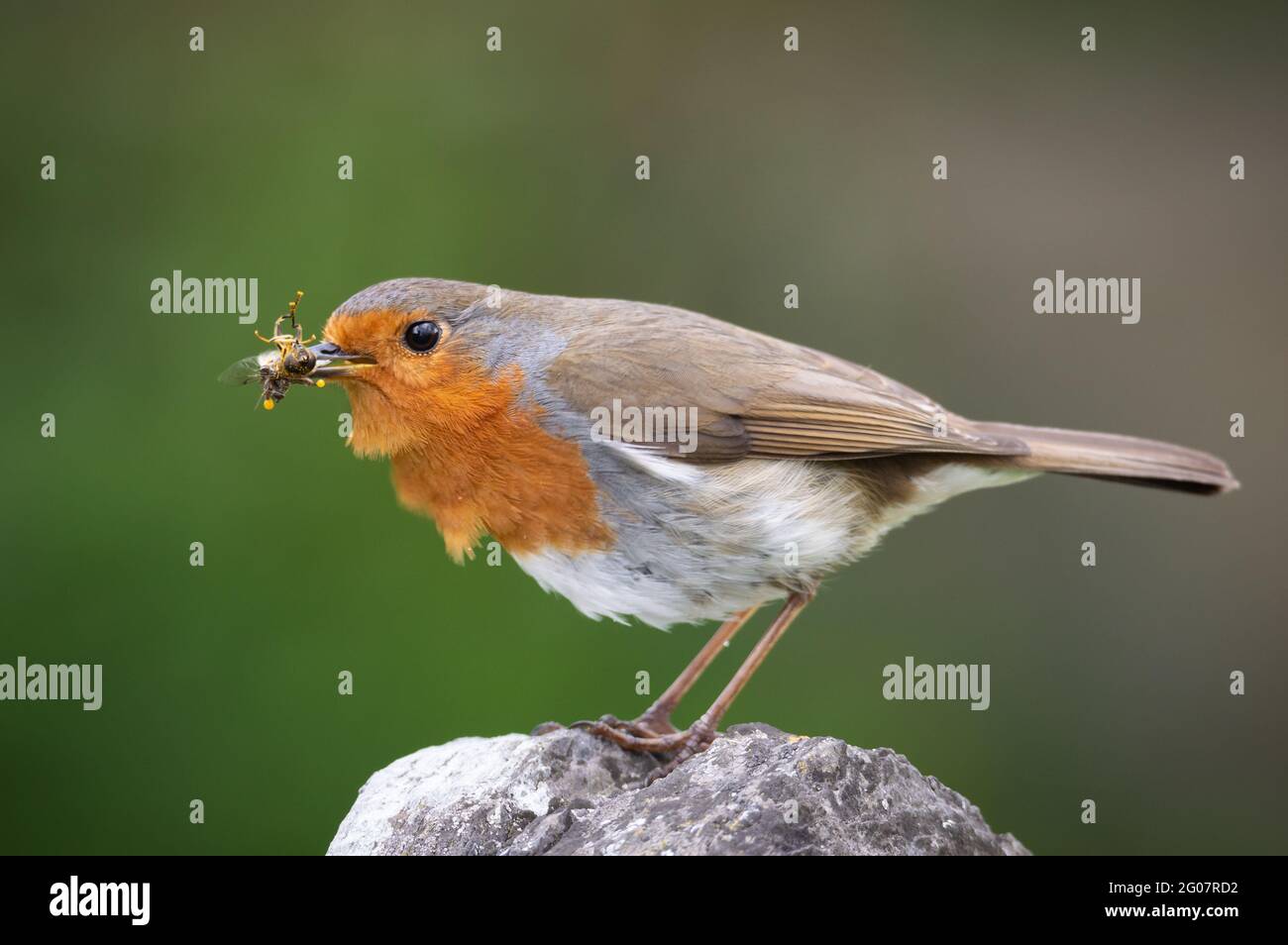 Robin with insects hi-res stock photography and images - Alamy