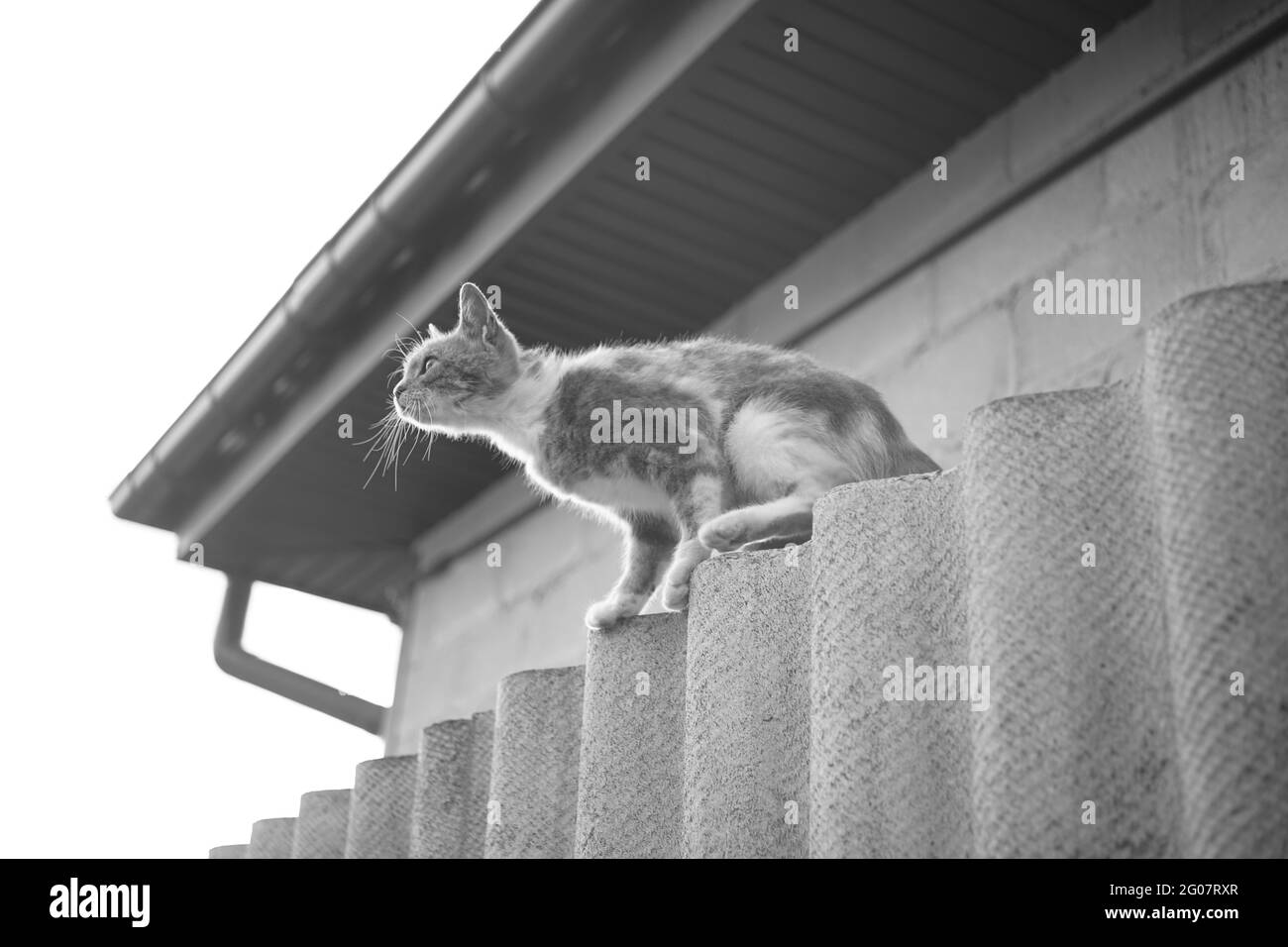 The cat is ready to jump from the rural fence to the roof. Stock Photo