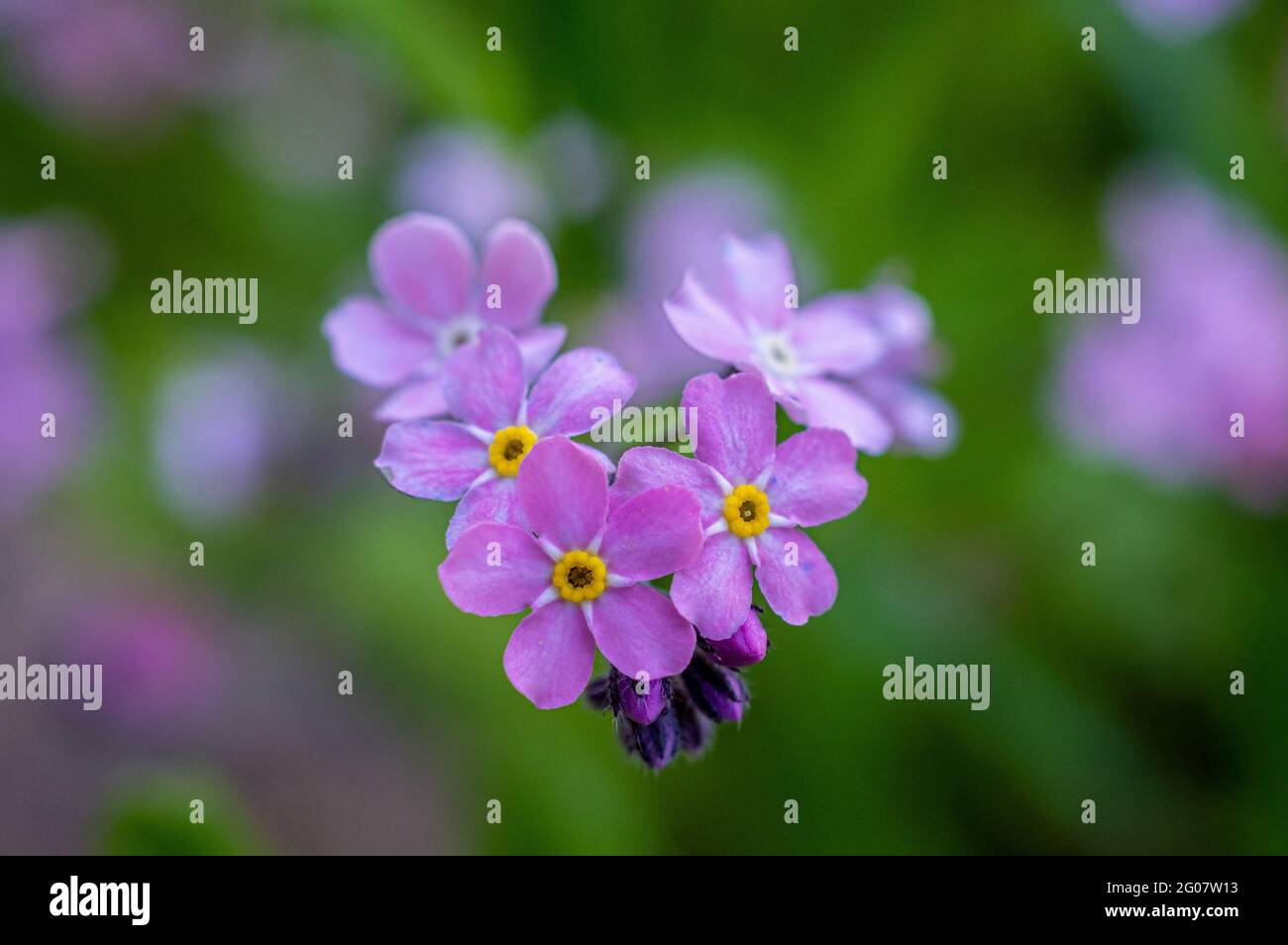 Selective Focus Shot Of Violet Forget Me Not Flowers Growing In The Garden For Backgrounds Stock Photo Alamy