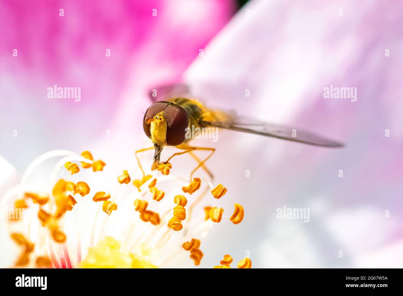 Rose tongue hi-res stock photography and images - Alamy