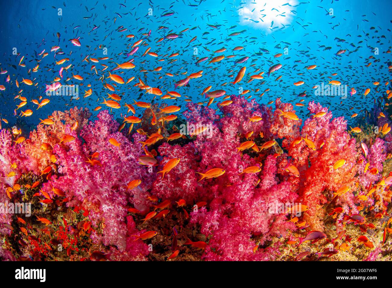 Soft coral reef. Fiji Stock Photo - Alamy