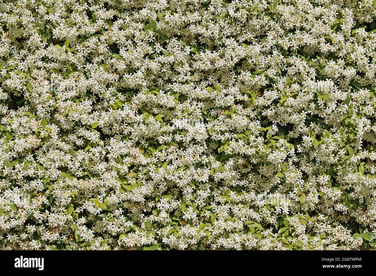 large shrub of star jasmine in full bloom covers the fence of a house Stock Photo