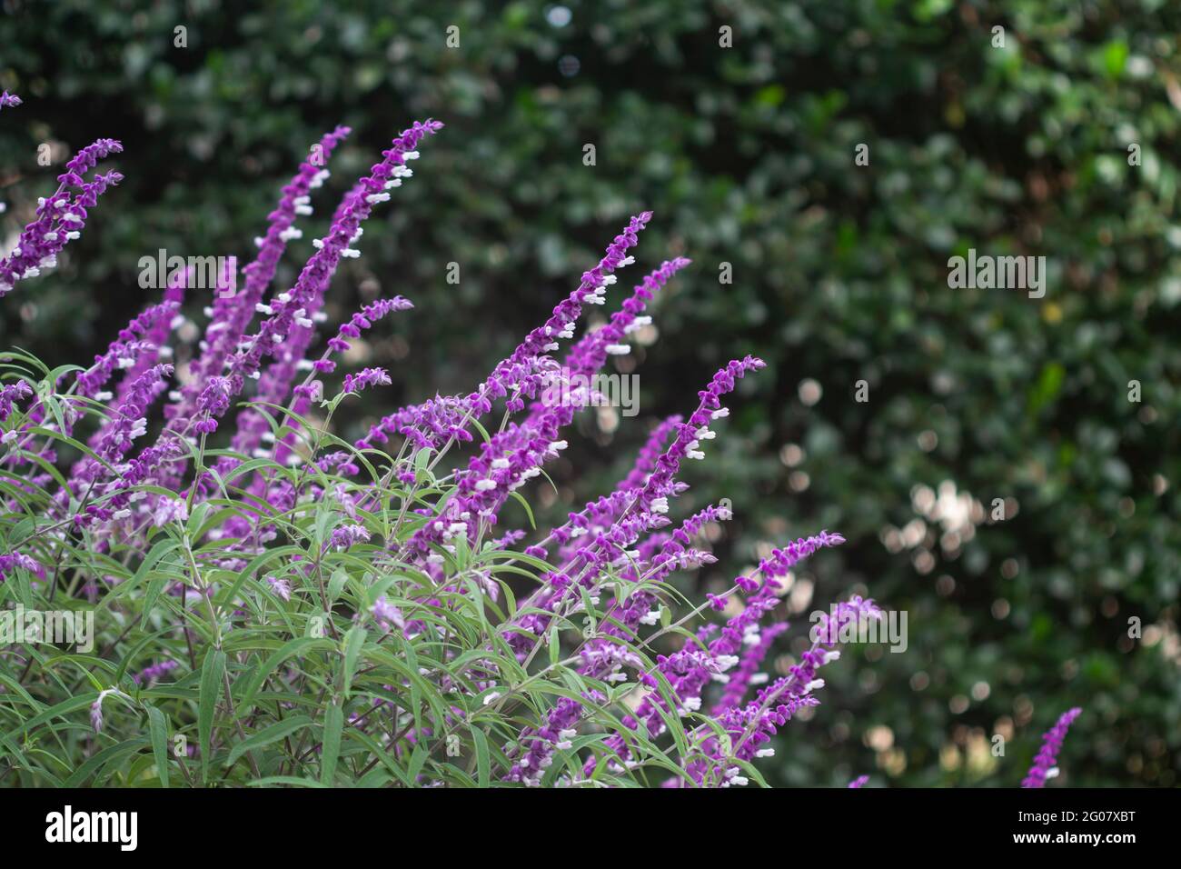 Salvia leucantha in the garden Stock Photo