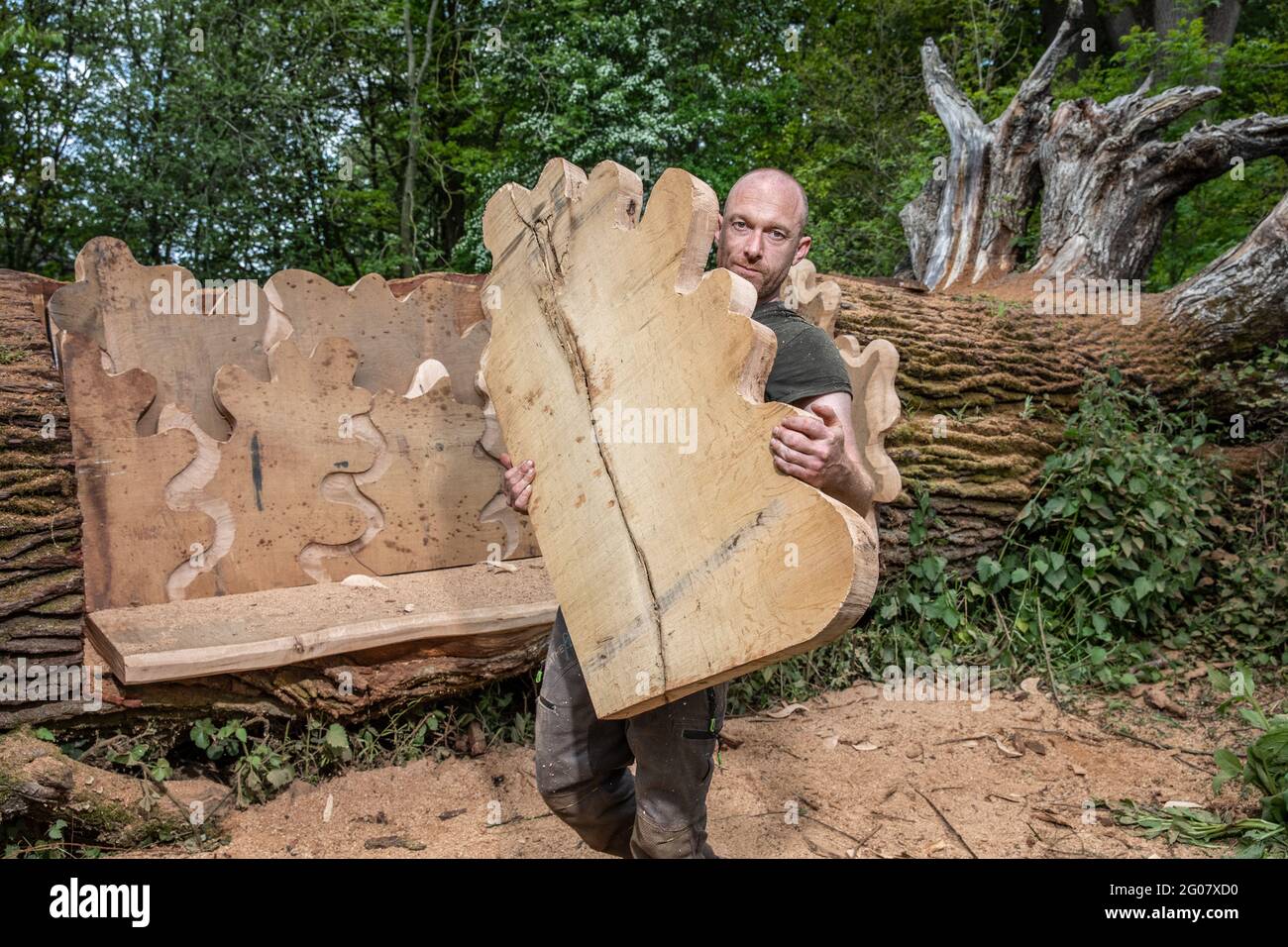 Matt Crabb, national chainsaw carving champion sculpting a bench out of  a 450-500-year-old oak tree at Blenheim Palace, Oxfordshire, England, UK Stock Photo