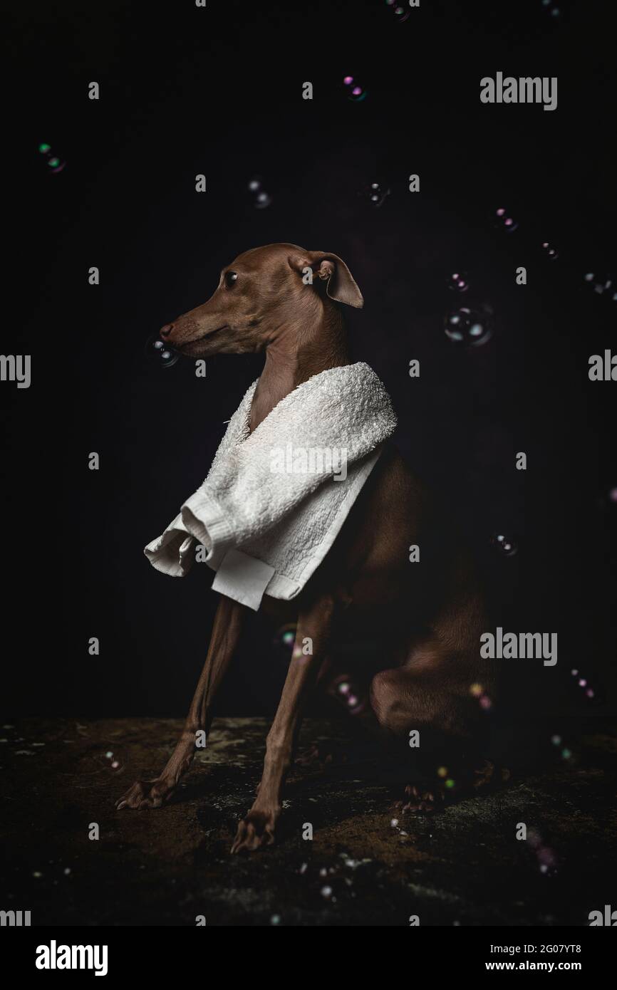 Adorable small Italian piccolo dog with towel getting ready for the bath on dark background full