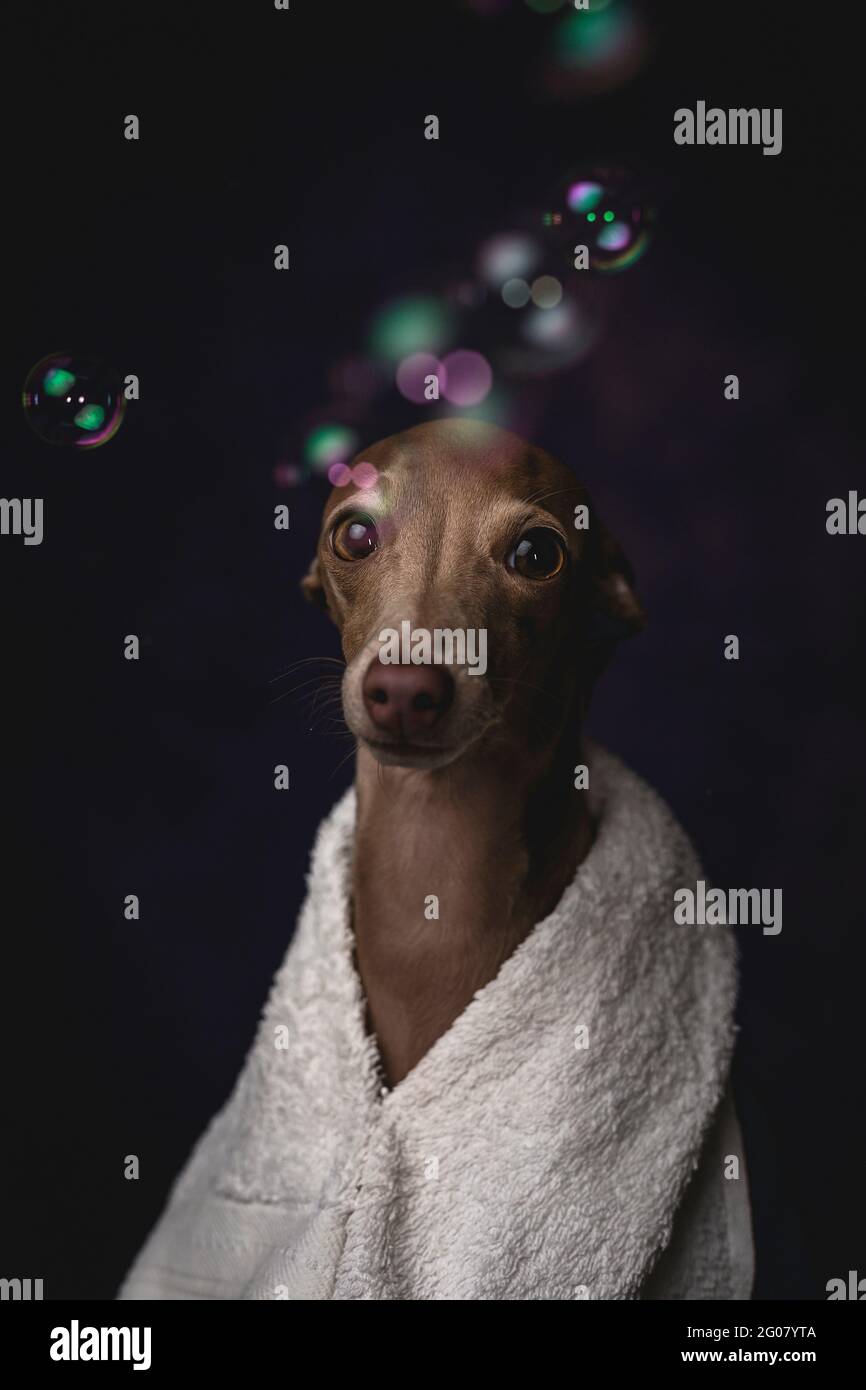 Adorable small Italian piccolo dog with towel getting ready for the bath on dark background full