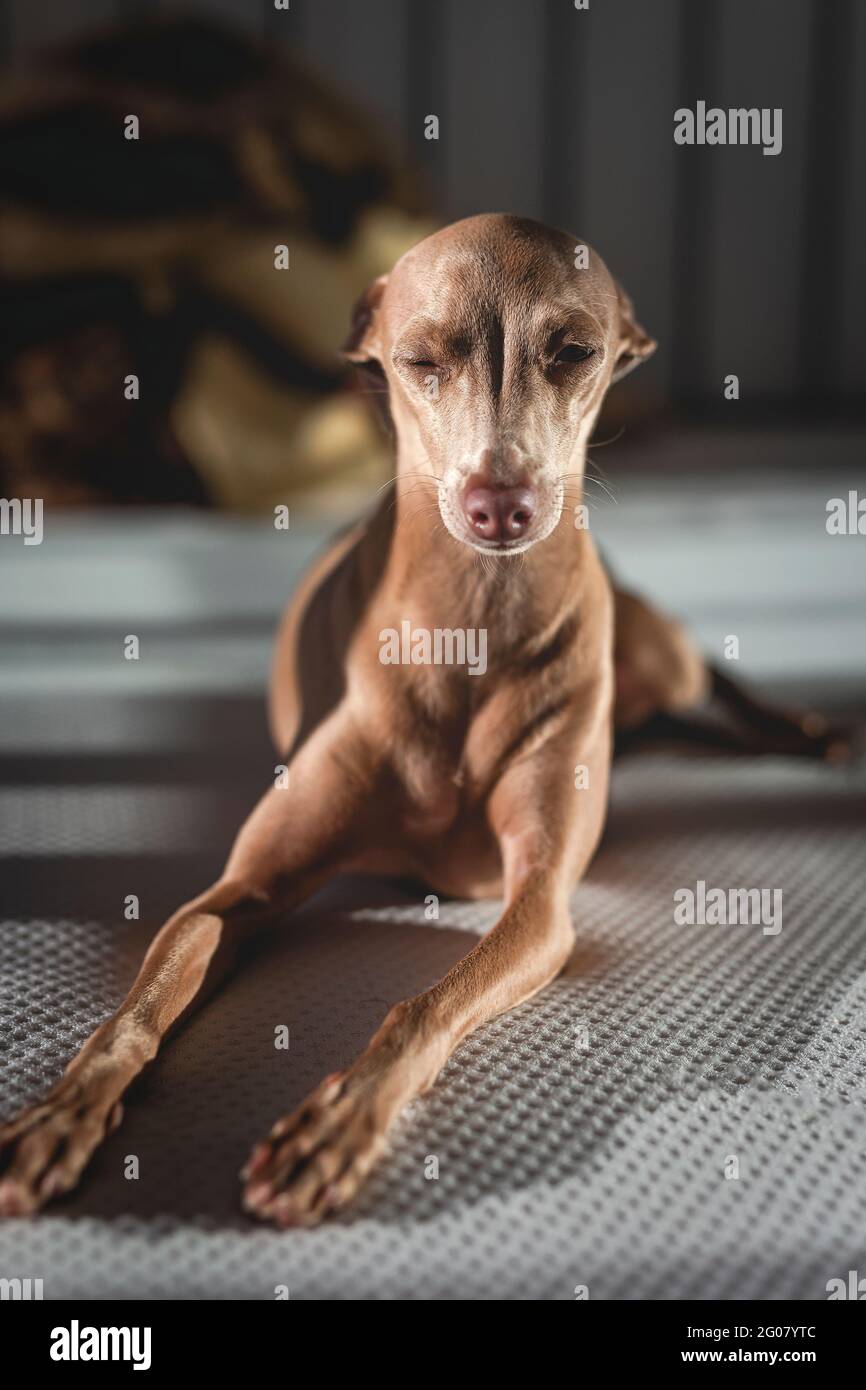 Italian greyhound dog resting in bed. Isabela color Stock Photo Alamy