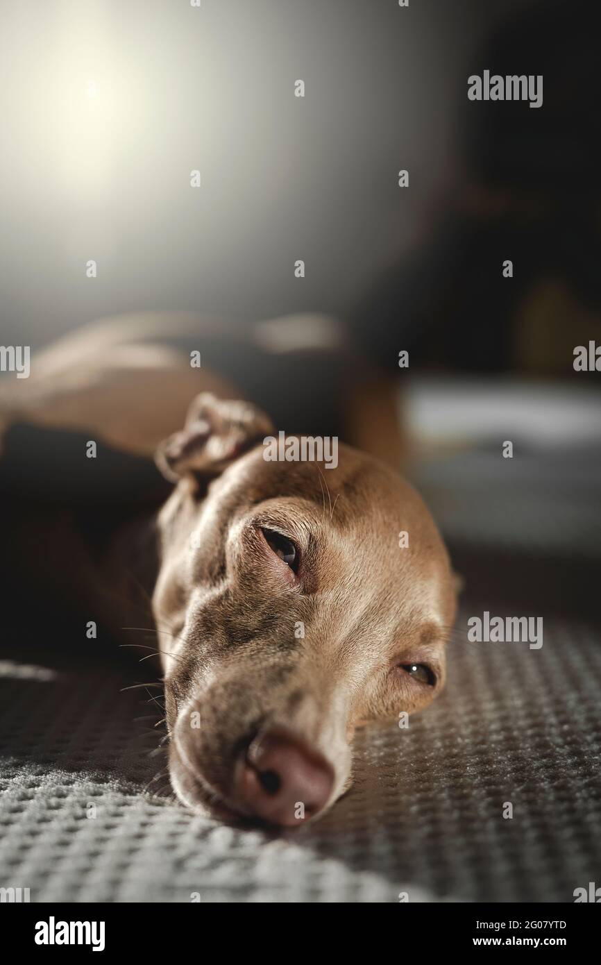 Italian greyhound dog resting in bed. Isabela color Stock Photo Alamy