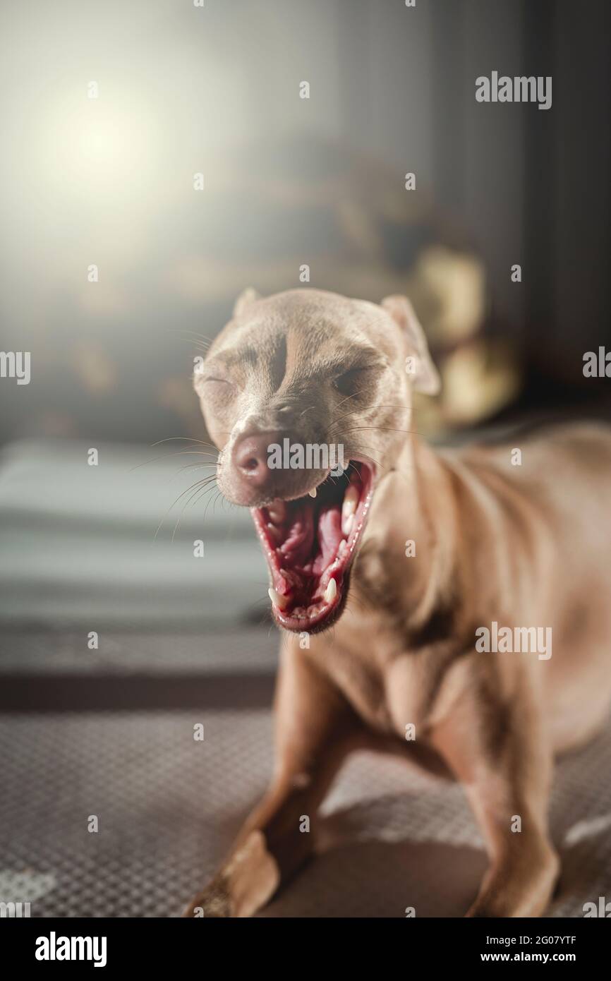 Italian greyhound dog resting in bed. Isabela color Stock Photo Alamy