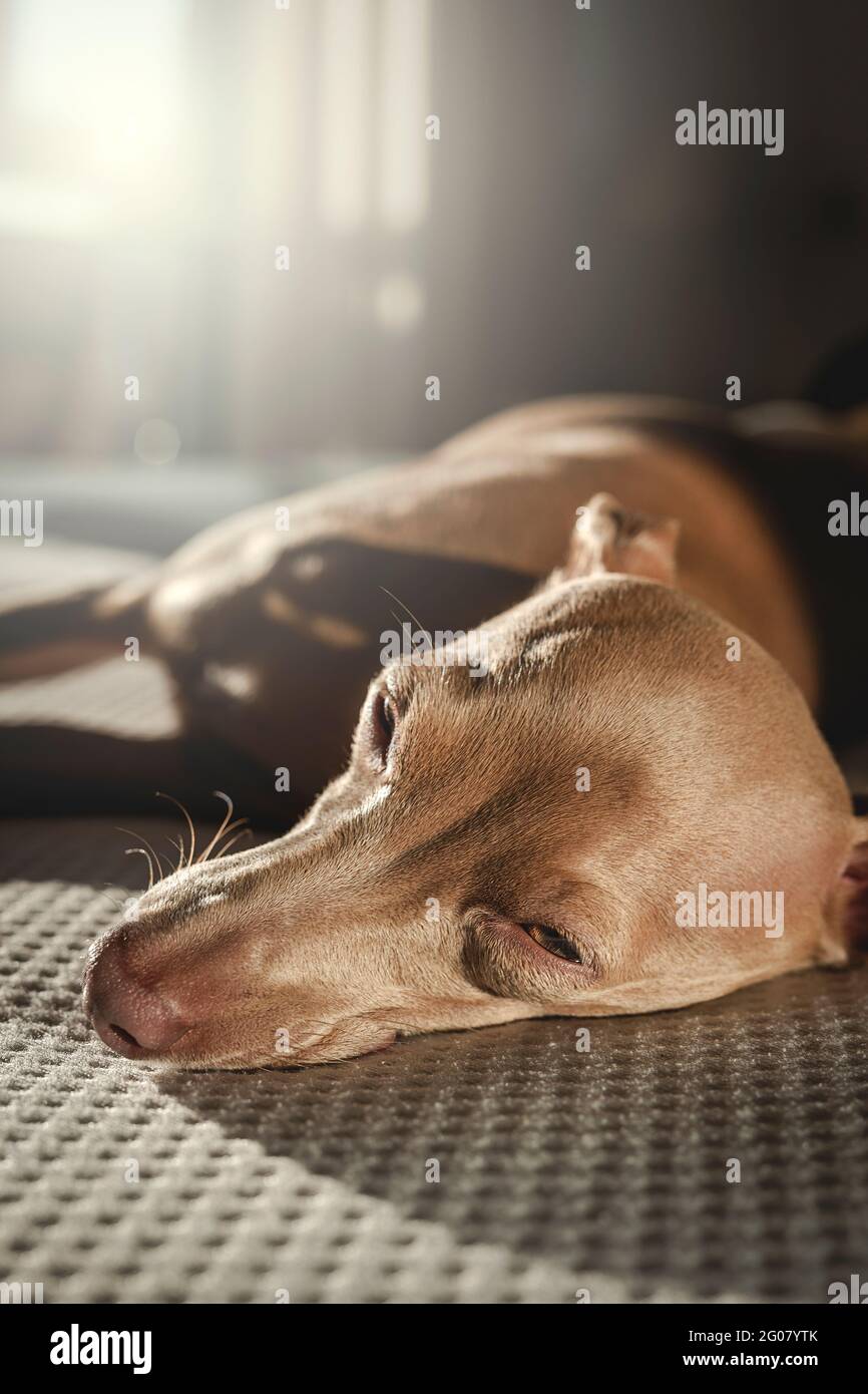 Italian greyhound dog resting in bed. Isabela color Stock Photo Alamy