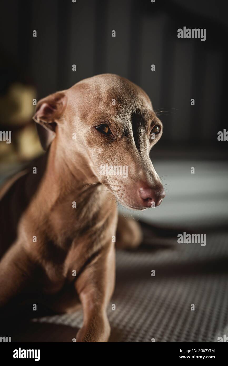Italian greyhound dog resting in bed isabela color stock photo alamy