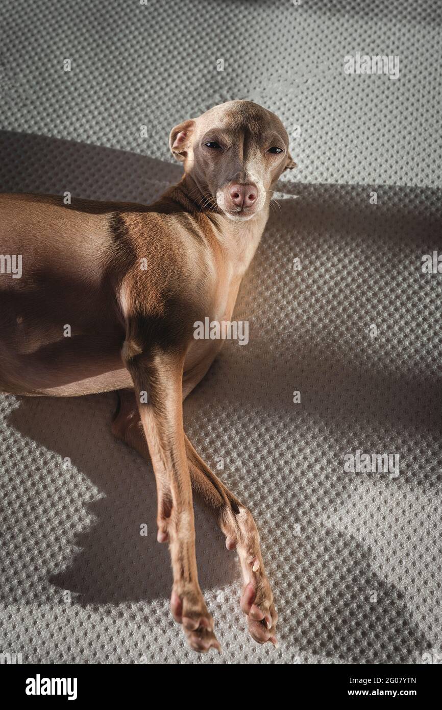 Italian greyhound dog resting in bed. Isabela color Stock Photo Alamy
