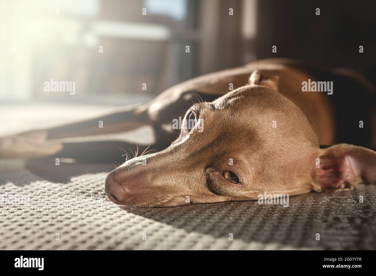 Italian greyhound dog resting in bed. Isabela color Stock Photo Alamy