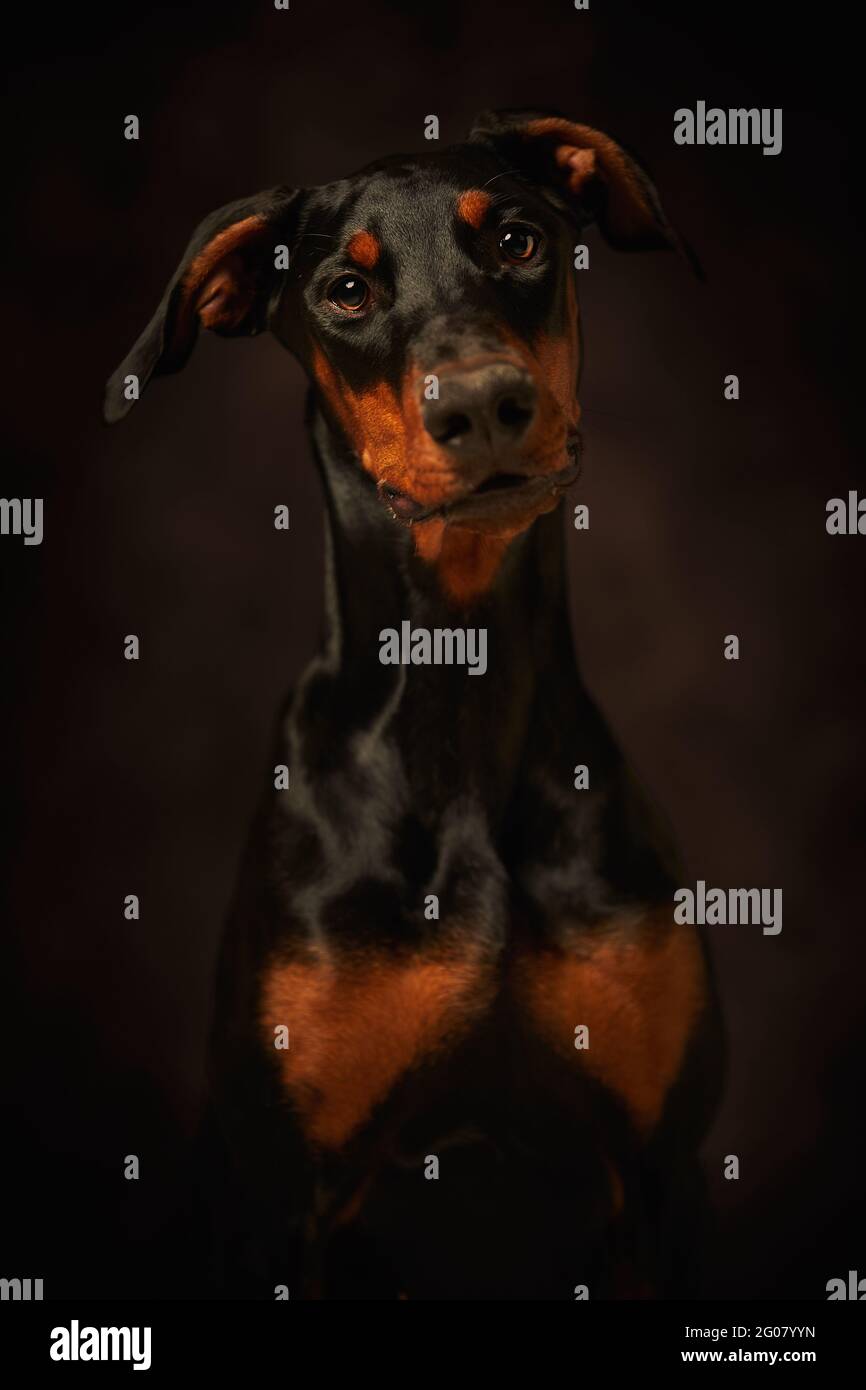 Beautiful doberman looking away over dark background Stock Photo