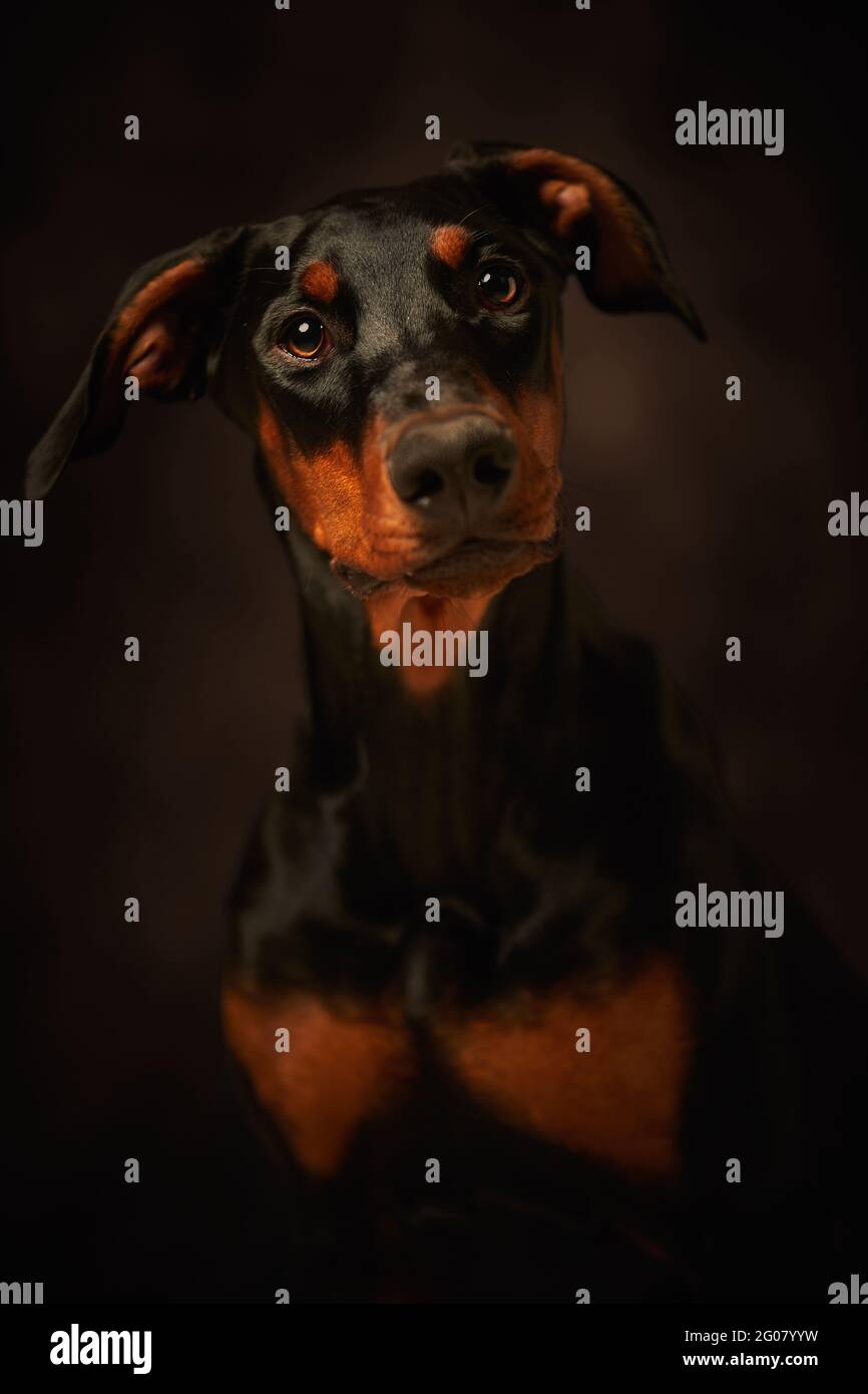 Beautiful doberman looking away over dark background Stock Photo