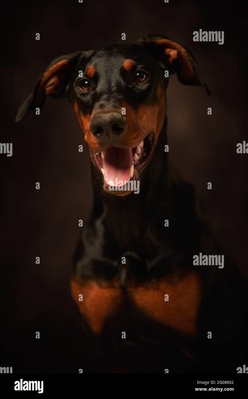 Beautiful doberman looking away over dark background Stock Photo