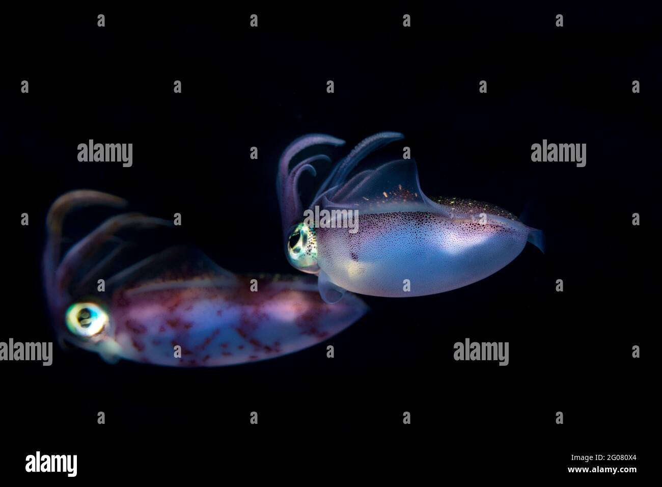 Neon flying squid with transparent dappled body and small arms among ...