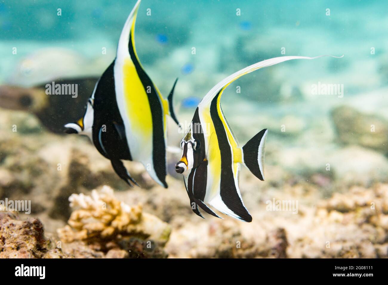 Striped Moorish idols swimming near rough surface of coral reef in transparent water of clean sea Stock Photo