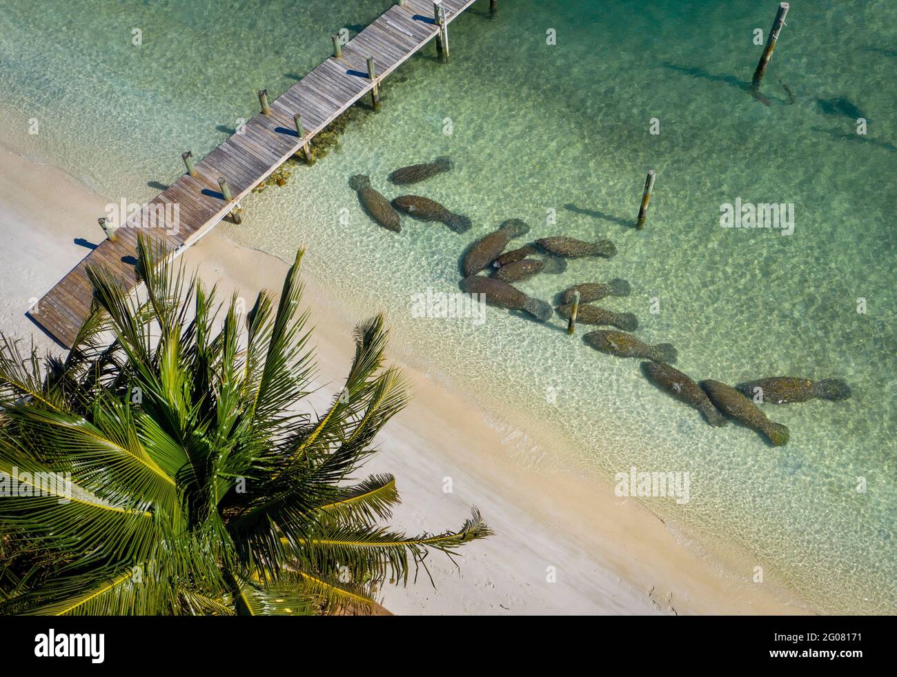 Manatees power plant hi-res stock photography and images - Alamy