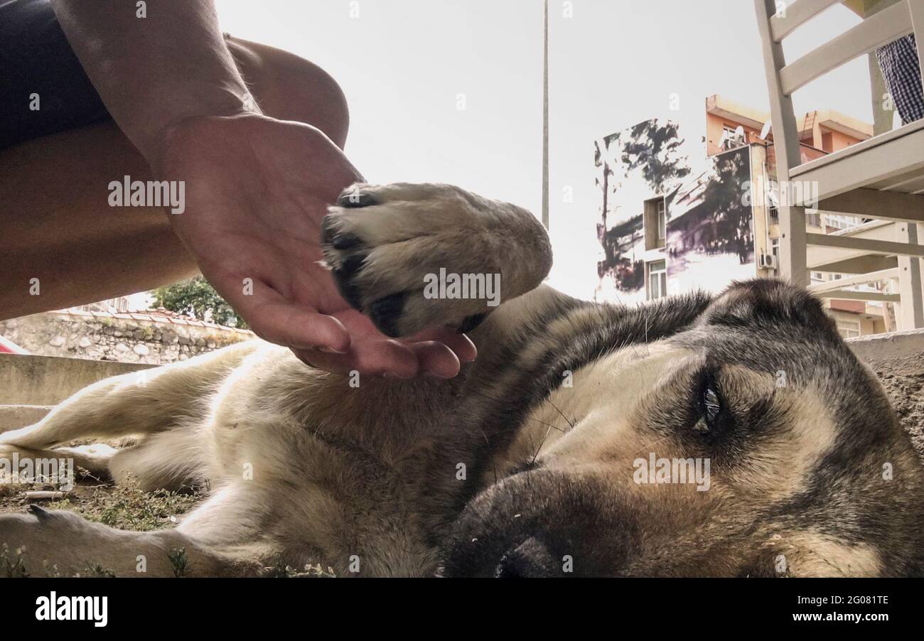 Why Does My Dog Always Have To Be Touching Me