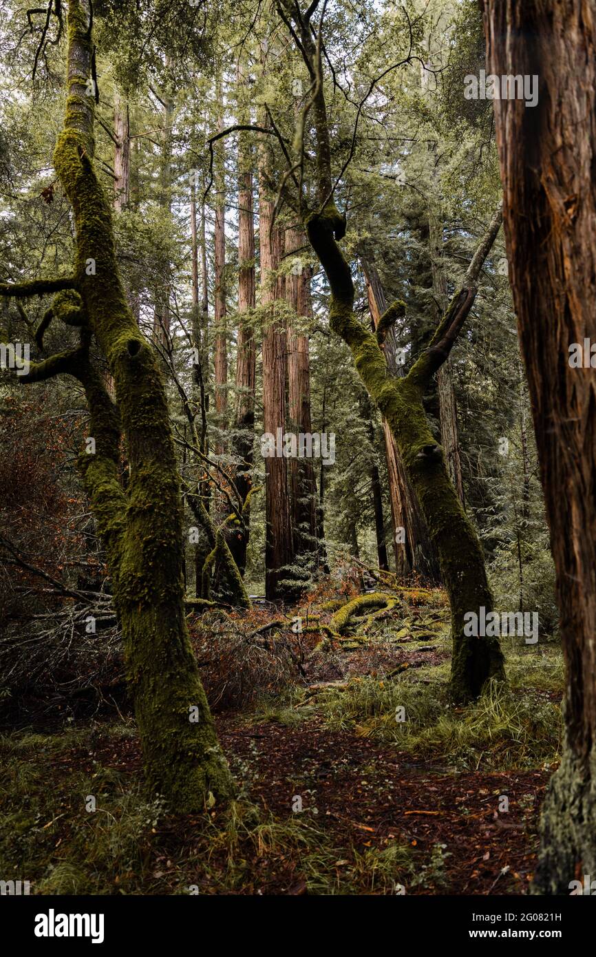 Tall evergreen tree overgrown hires stock photography and images Alamy
