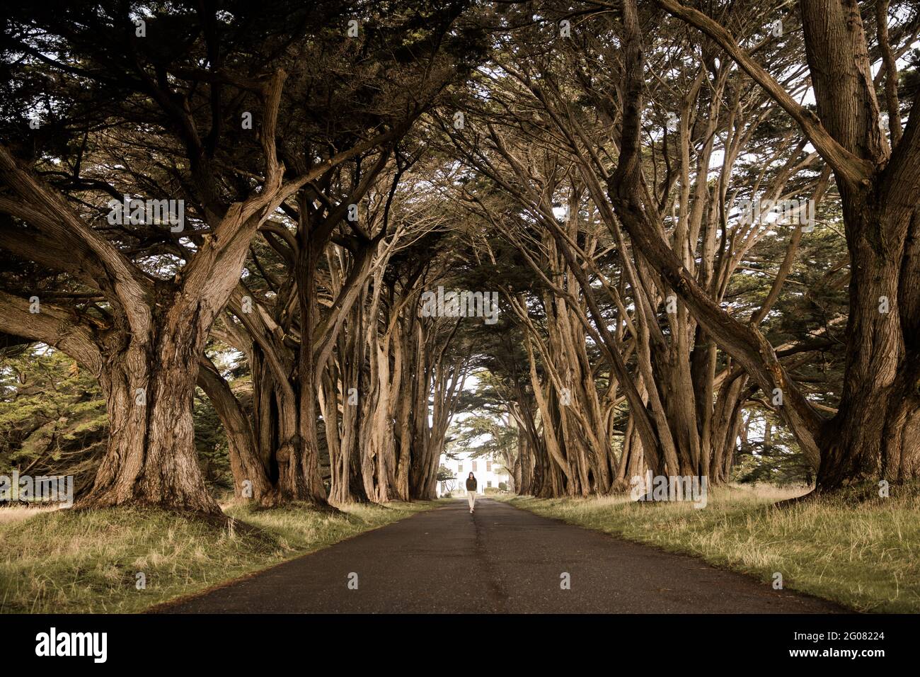 Point Reyes Arch Female tourist standing on empty roadway under arch of cypress trees in ...